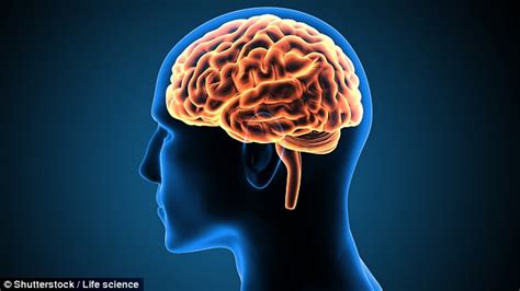 Study Finds Men S Brains Are More Wired For Promiscuity Than Women S After Periods Of Monogamy