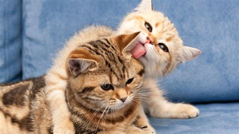 5 Interesting Facts About Cats Hubpages