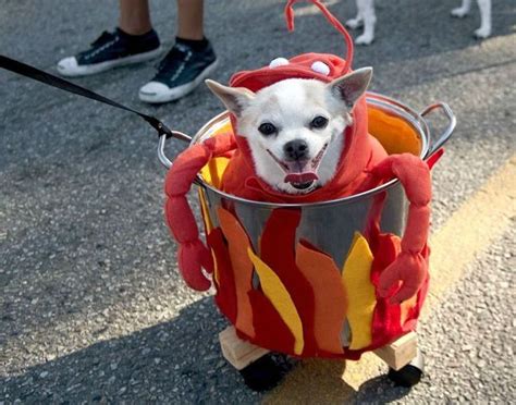 Boiled Lobster Dog Costumes Funny Dog Halloween Costumes Funny Pet