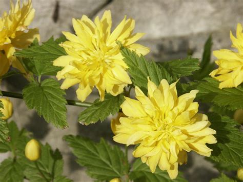 Kerria Japonica Pleniflora Thompsons Plants And Garden Centres