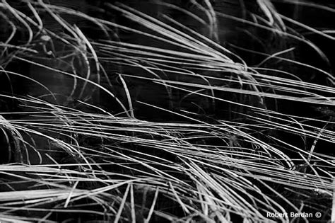 Black And White Abstract Photographs The Canadian Nature Photographer