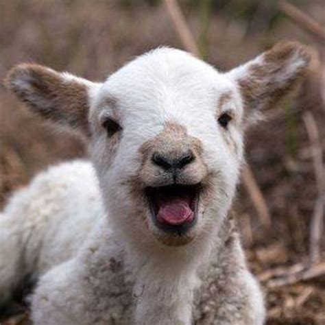 Cute Baby Goats