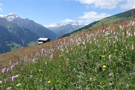 Photo Switzerland Grisons Nature Mountain Grasslands Grass