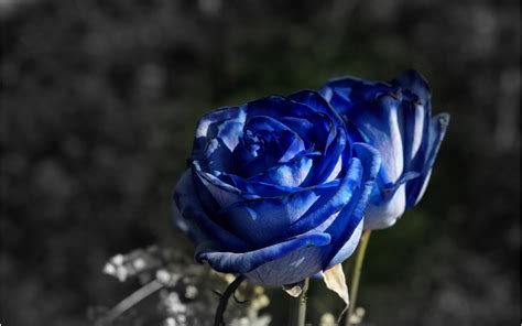These wallpapers are compatible with iphone iphone and iphone abstract hd wallpapers 544091198718824013. Blue Roses Wallpaper (58+ images)
