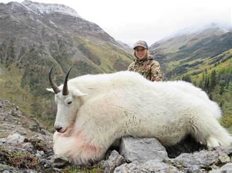 Bc Mountain Goat Hunts Stone And Folding Mountain Outfitters