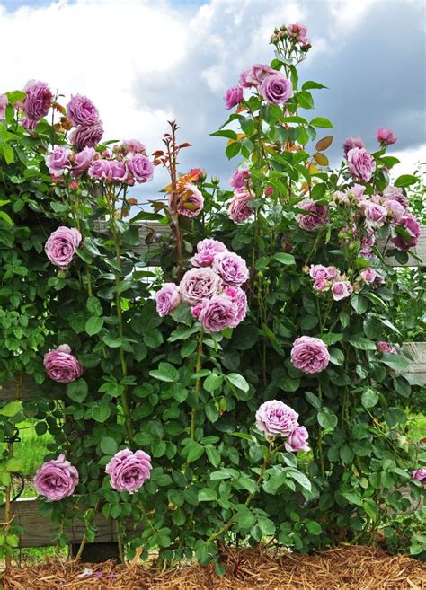 How To Grow Climbing Roses In A Small Space Garden Architectural
