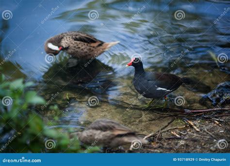 Black Bird With A Red Beak Walks In The Park Stock Image Image Of