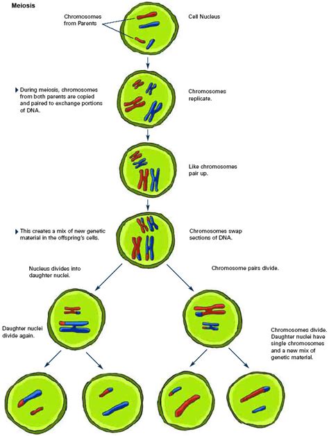 Tema 3 Procesos De Reproducción Celular Meiosis