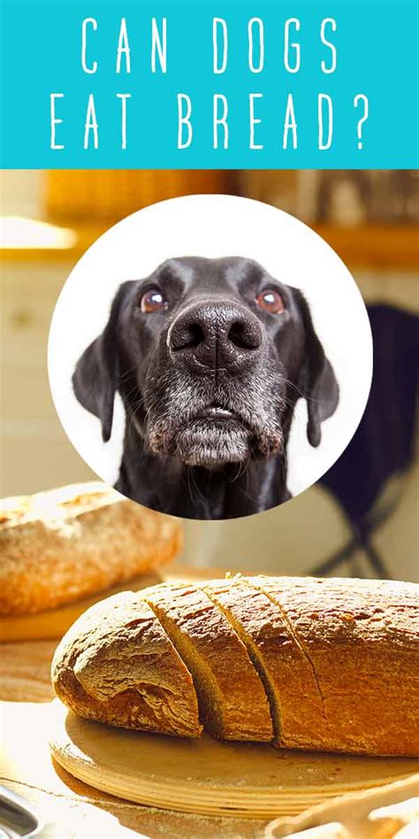 While they're full of fiber. Can Dogs Eat Bread Or Should It Stay On The Shelf?