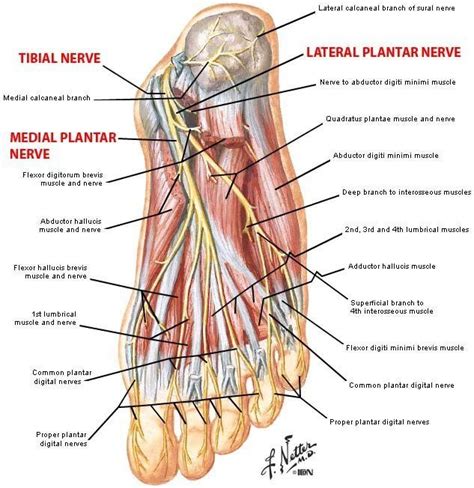 Plantar Foot Anatomy Nerves Foot Anatomy Human Anatomy And