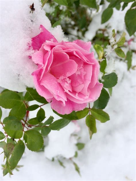 Pink Roses Having A Snow Day Susan Rushton