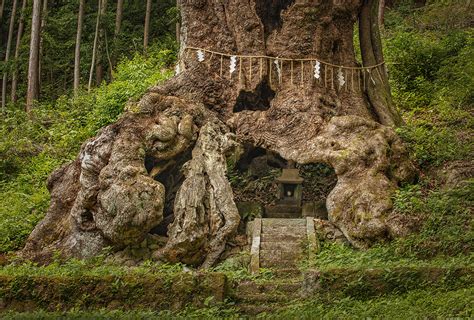 The Phenomenality Of Japans Sacred Shinto Trees Ies