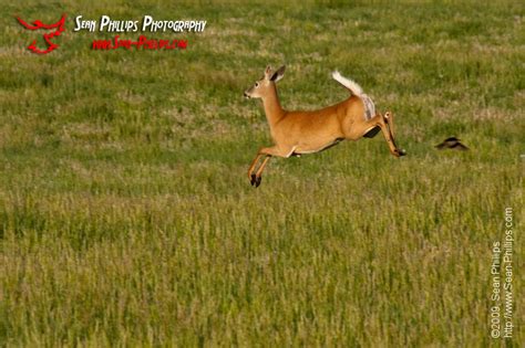 White Tailed Deer Archives Sean Phillips Photography