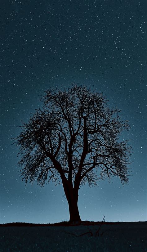 Tree In The Night Night Sky Zoran Amazing Area Aurora Borealis