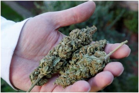 Someone Tried To Smuggle Weed From Us To India In Sleeping Bags Caught After ‘strong Smell
