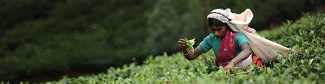 Tea Exporters Association Sri Lanka Tea