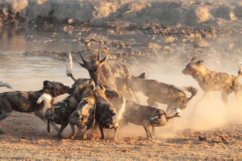 Wild Dogs Show Off Pack Hunting Skills As They Trap A Wildebeest Wild