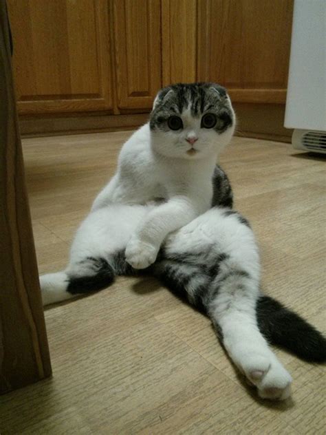 Hilarious Photos Of Cats Sitting Awkwardly