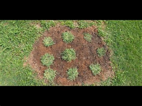 Zoysia Grass Sod Plug Planting Youtube