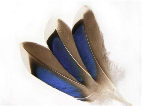 Veniard Mallard Duck Wing Quills Blue White Tips For Fly Tying