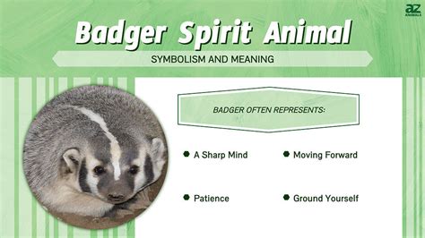 Badger Spirit Animal Symbolism And Meaning A Z Animals