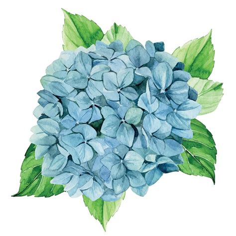 Watercolor Drawing Blue Hydrangea Isolated On White Background