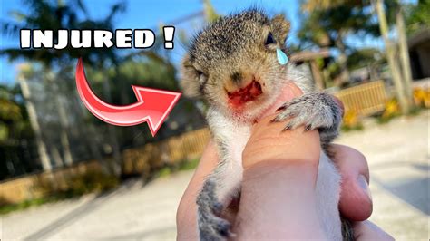 How To Care For A Hurt Baby Squirrel Trena Mccombs