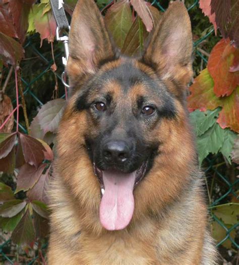Trained German Shepherd Dogs For Sale Trained Adult Dogs For Sale