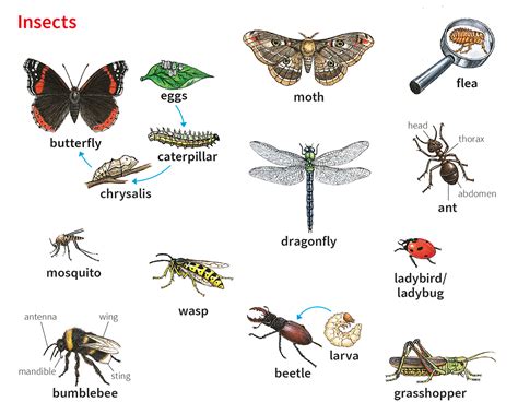 Names Of Insects List Of Insects In English With Pictures