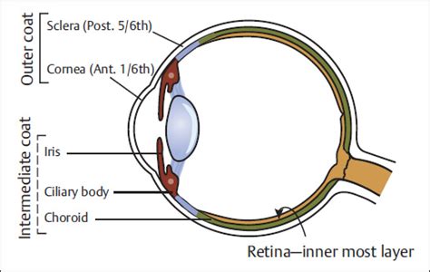 Anatomy And Embryology Of The Eye Ento Key