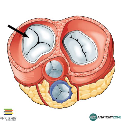 Tricuspid Valve Cardiovascular AnatomyZone