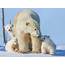 Polar Bear Family Three Small Cubs Desktop Wallpaper Hd  Wallpapers13com