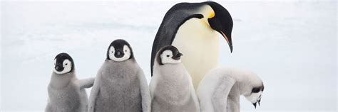 Adopt An Emperor Penguin Symbolic Adoptions From Wwf