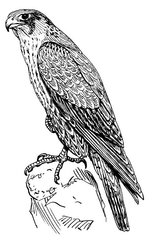 printable falcon coloring pages