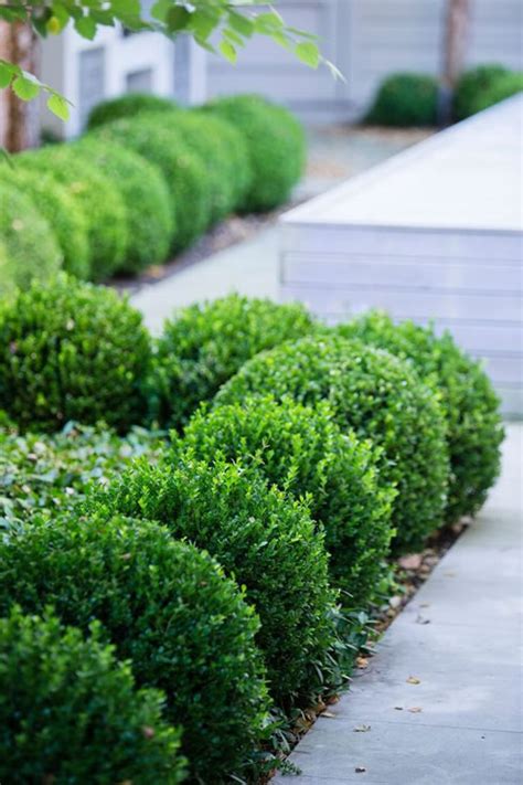 Buy Baby Gem Boxwood For Sale Online From Wilson Bros Gardens