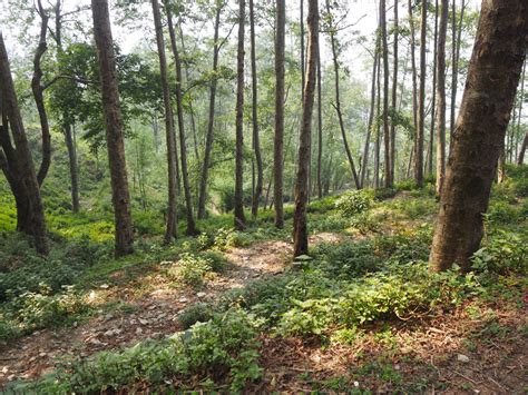 In Nepal, Out-Migration Is Helping Fuel a Forest Resurgence - Yale E360