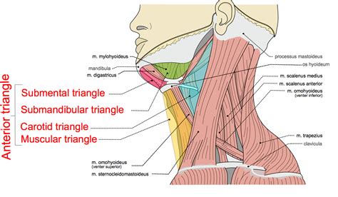Triangles Of The Neck Part 1 The Anterior Triangle Medical Exam Prep