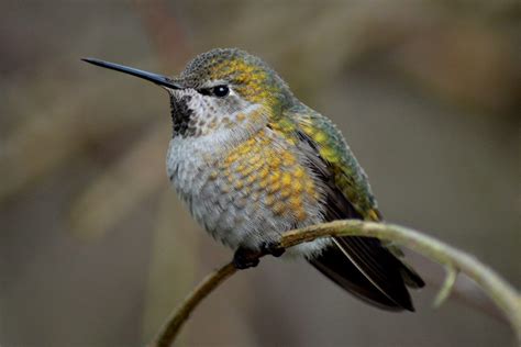 Hummingbirds Arizona Everything You Need To Know Bird Advisors