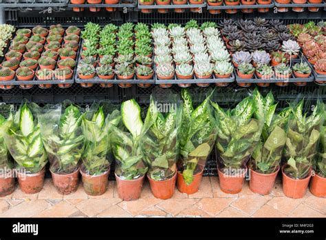 Plants In Pots Stock Photo Alamy
