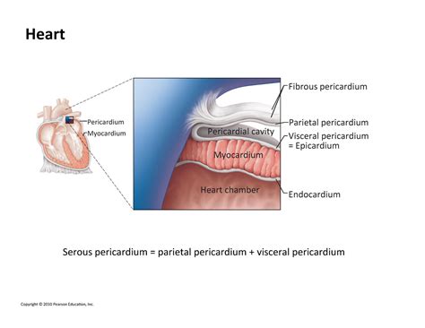 Heart Presentation Slides Large Fibrous Pericardium Parietal