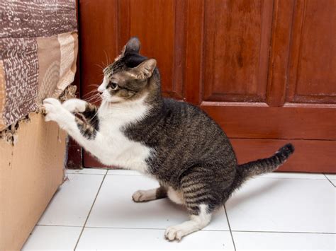 6 Ways To Prevent Your Cat From Scratching The Furniture Healthypets Blog