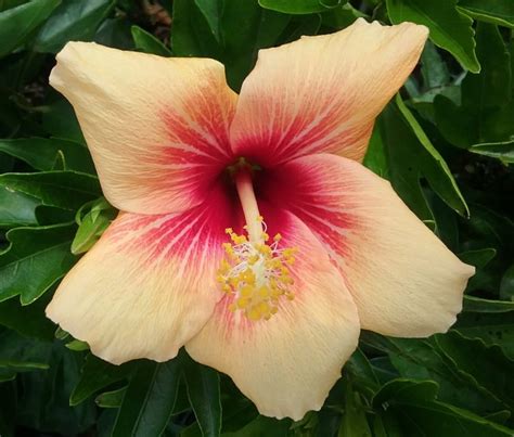 Hibiscus Cuban Variety In 150mm Advanced Pot Trigg Plants