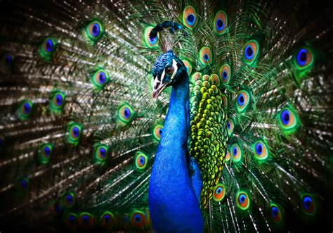 Indian Judge Peacocks Dont Have Sex They Reproduce By Swallowing Tears Actual Tears