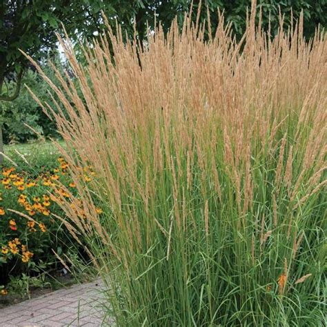 Grass Karl Foerster Feather Reed 2 The Classic Landscape Company