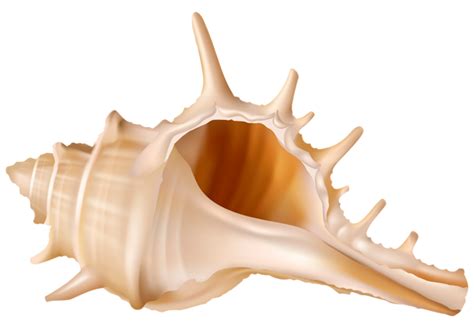 Seashell Png Transparent Image Download Size 600x408px