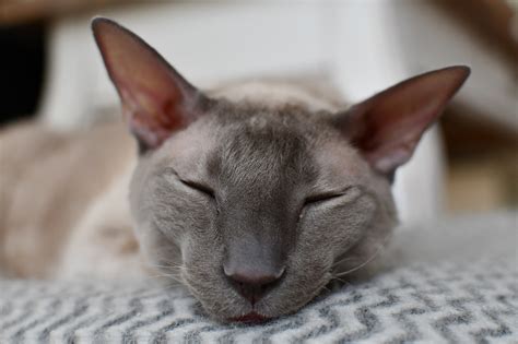 Devon Rex Cat Breed Facts Origin History And Personality Traits