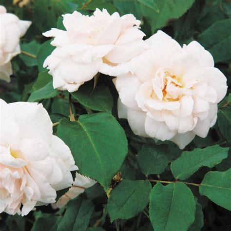 Madame Alfred Carriere Large Somewhat Shade Tolerant Climbing Rose