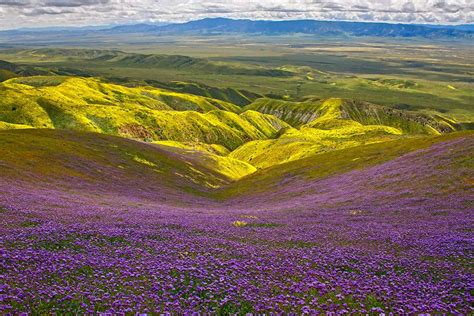 11 Beautiful California Flower Fields You Must Visit This Spring