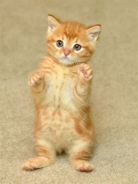 Ginger Cutest Animals Pinterest Kittens So Cute And