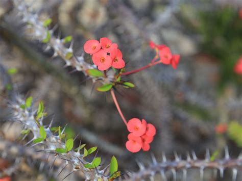Apr 03, 2020 · five quick tips for a happy crown of thorns plant make a point to keep your home within a temperature range of about 12 to 26 degrees celsius. Crown of Thorns Plant - Care, Growing, Watering, Flowering ...